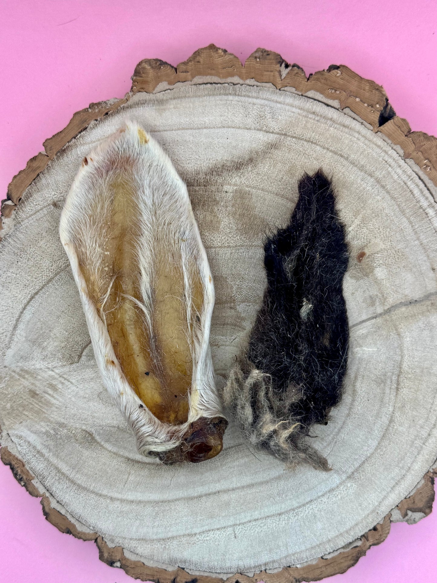 Hairy Lamb Ears