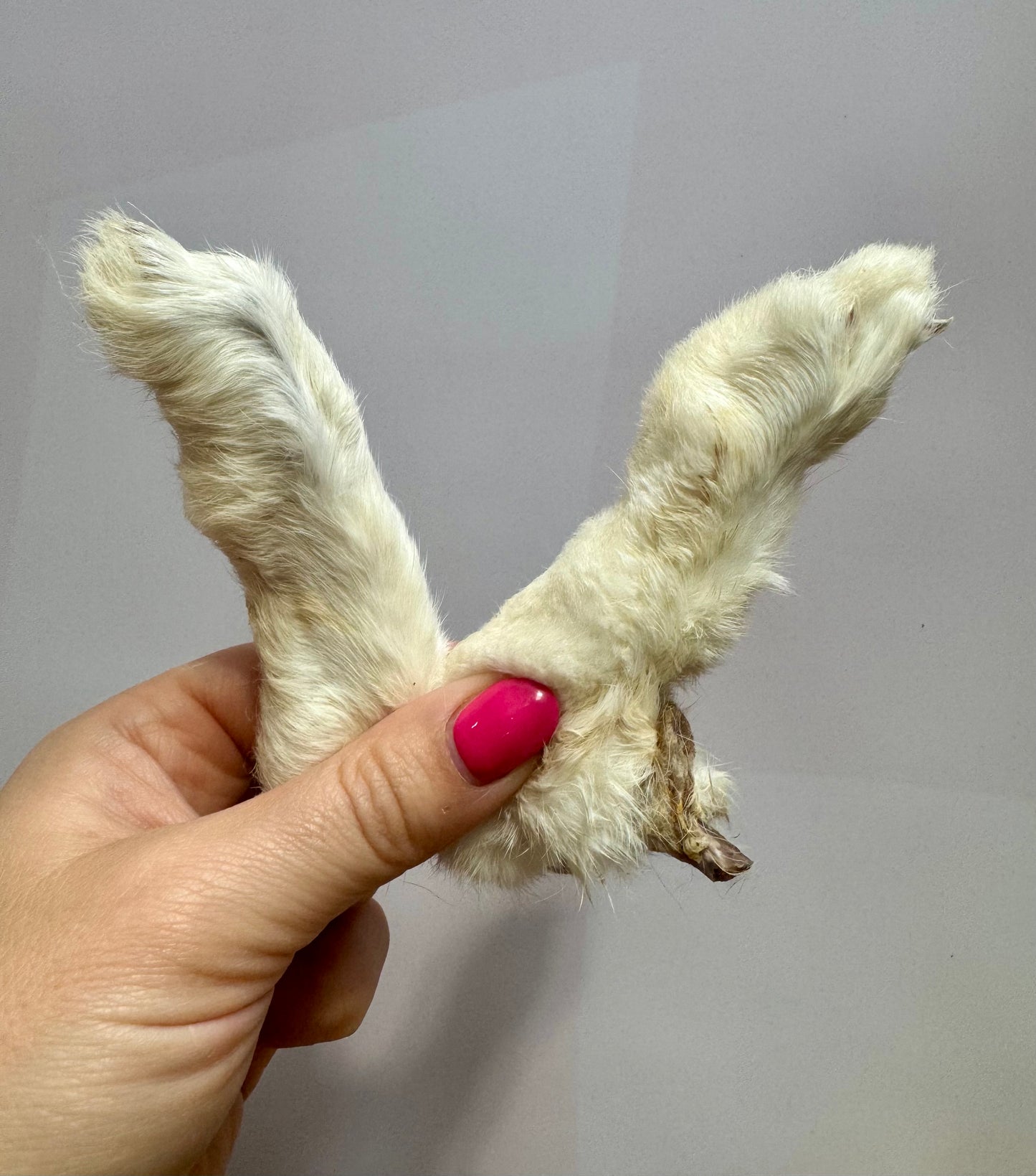 Rabbit Feet with Fur
