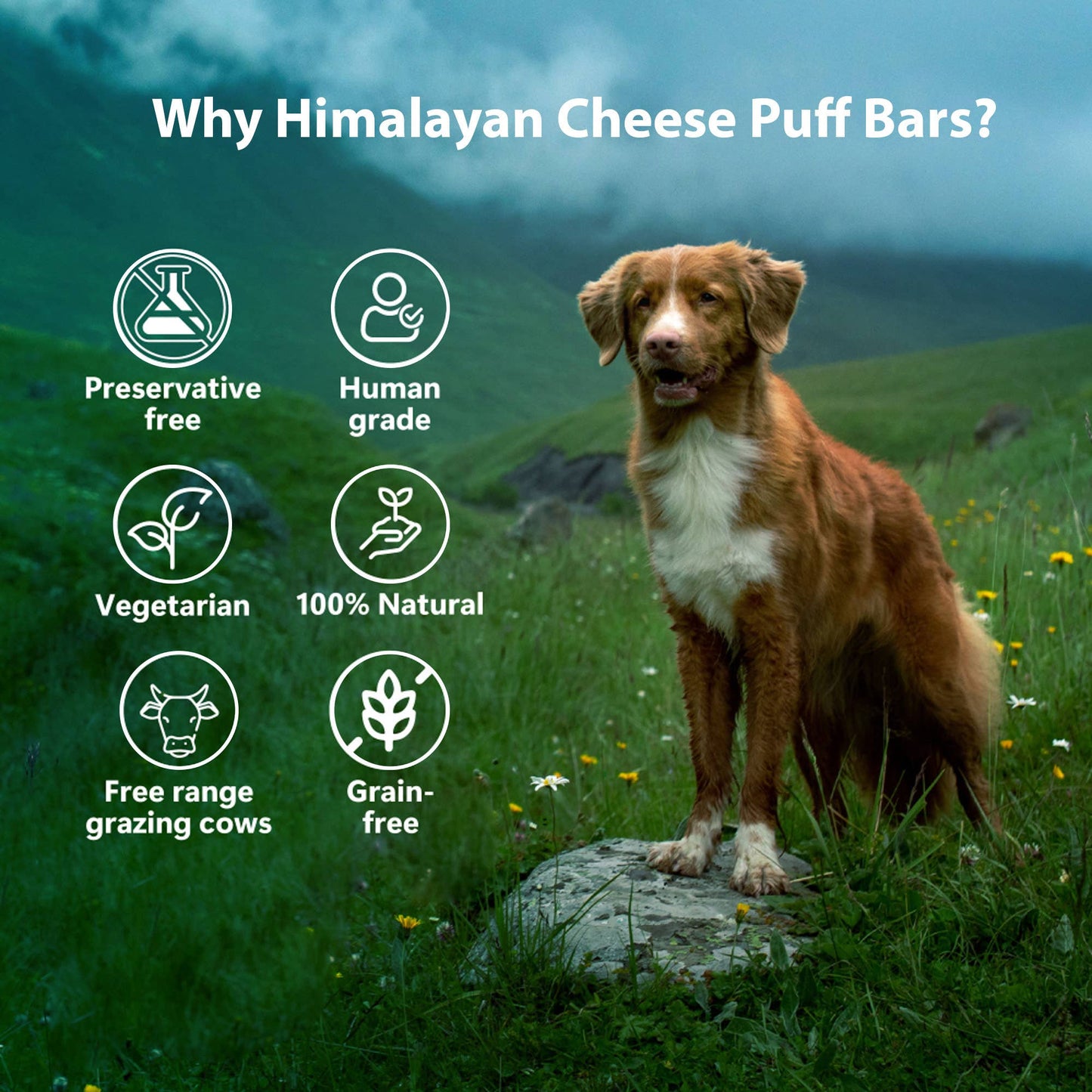 Himalayan Cheese Puff Bars