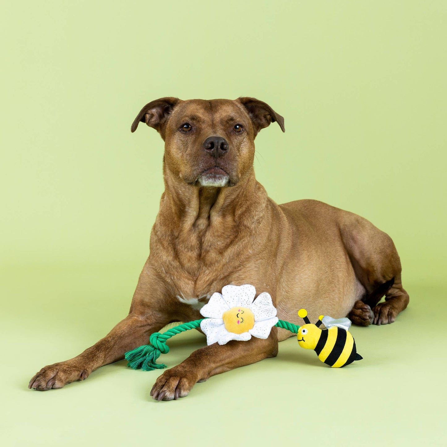 I'M POLLEN FOR YOU PLUSH DOG TOY