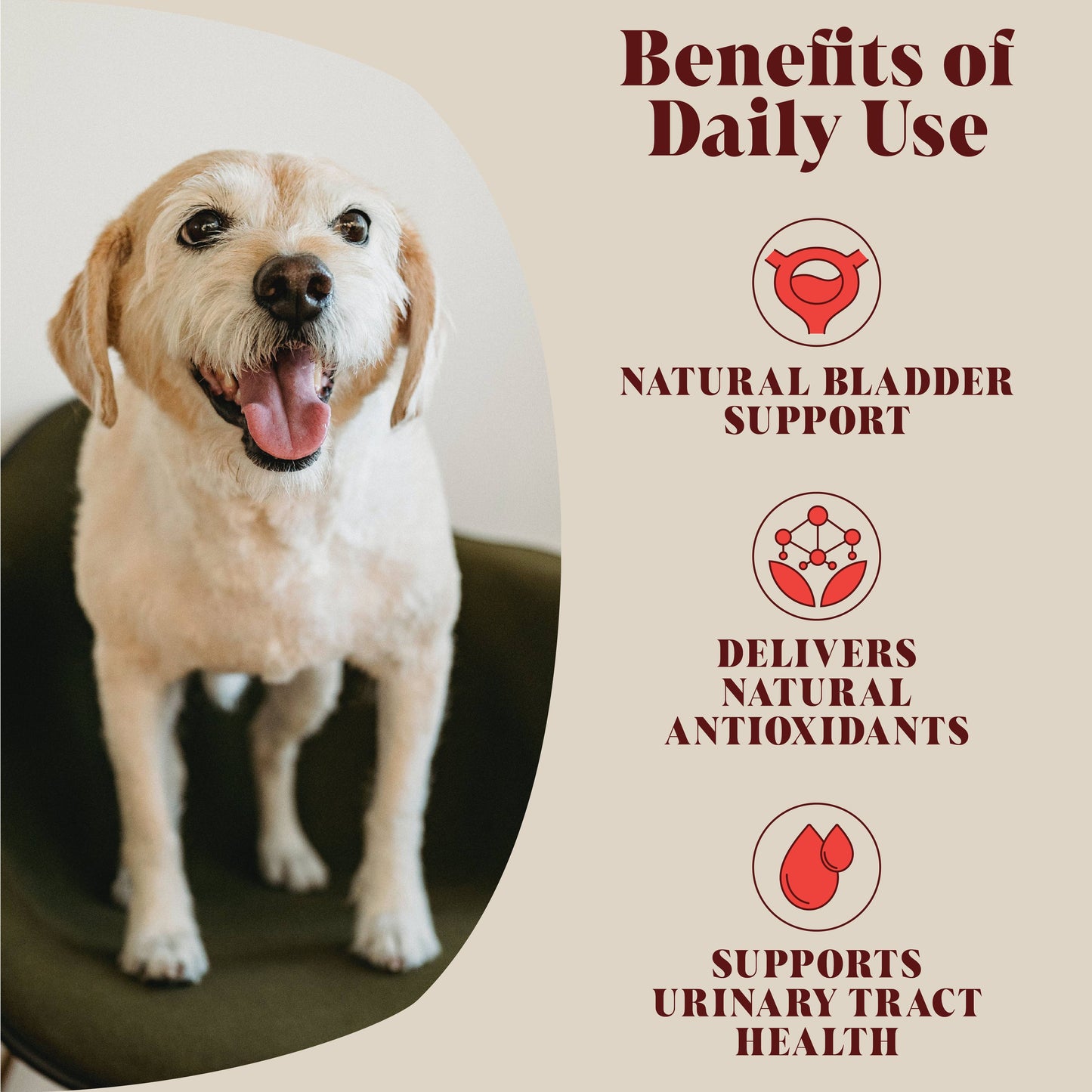 Hackney Dog House | Urinary Cranberry for Dogs | 40 Servings