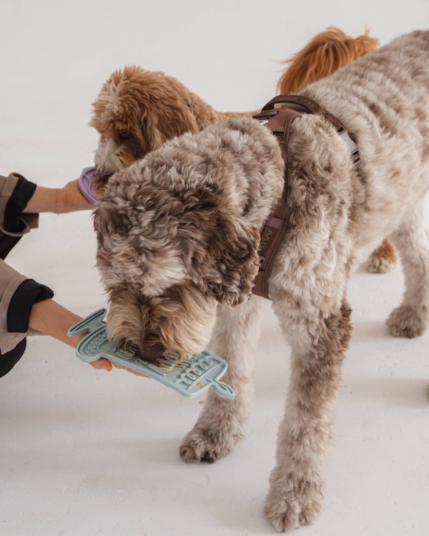 Dexy Paws Barkday Bash Enrichment Lick Mat