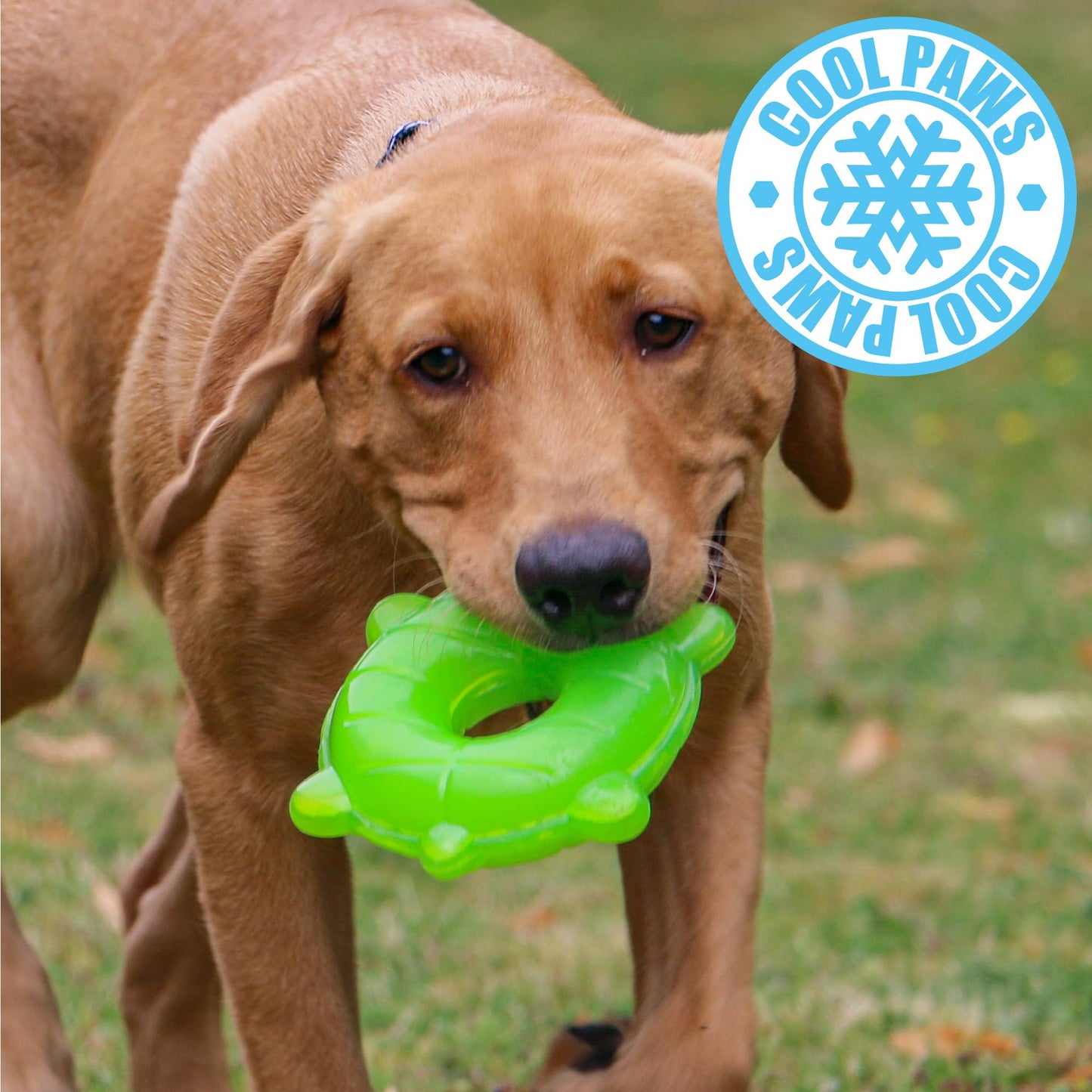 Ice Paws Cooling Toys