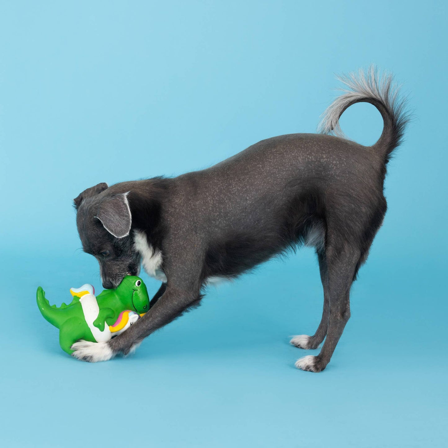 POOL SIDE REX LATEX DOG TOY