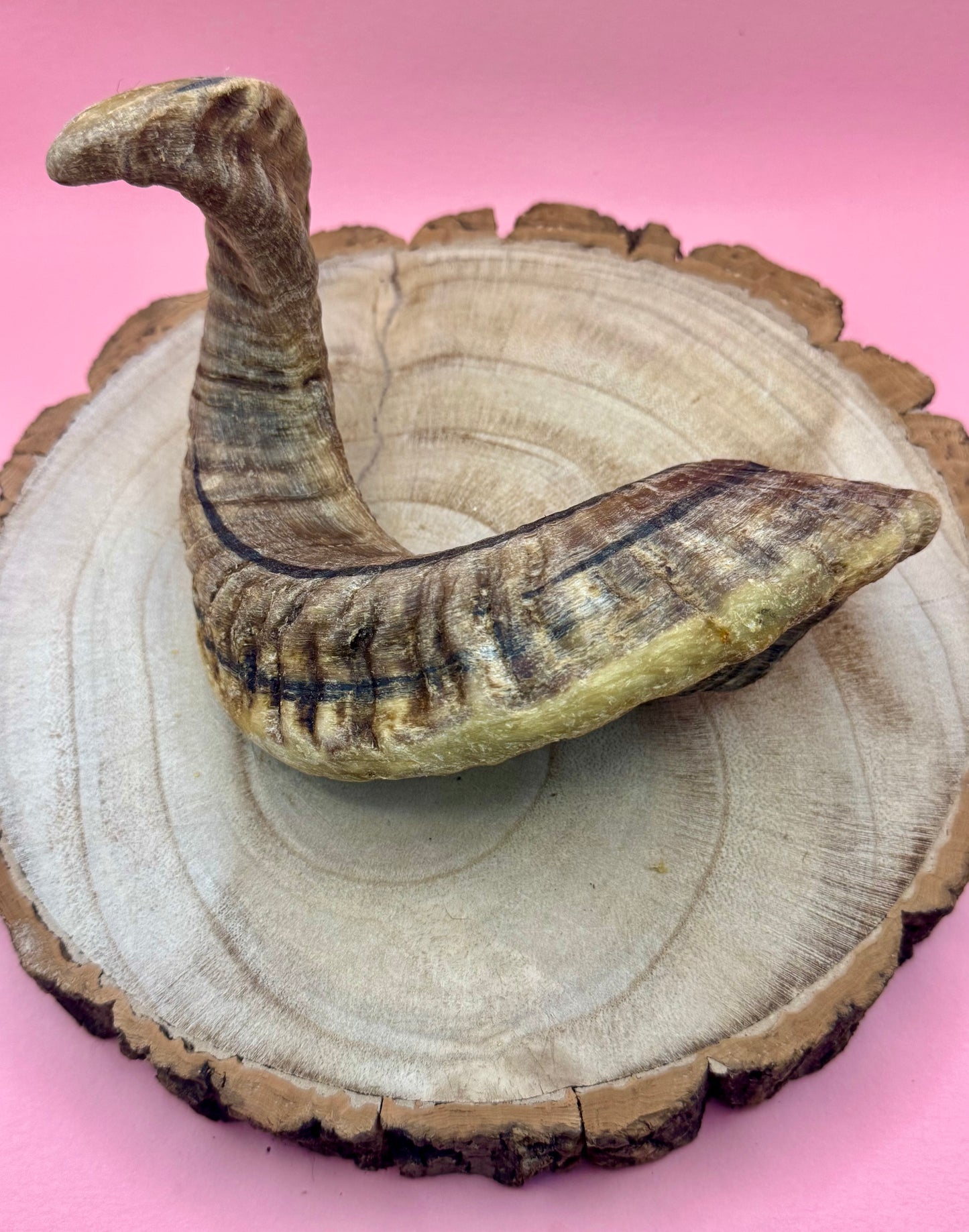 Anco Collagen Filled Lamb Horn