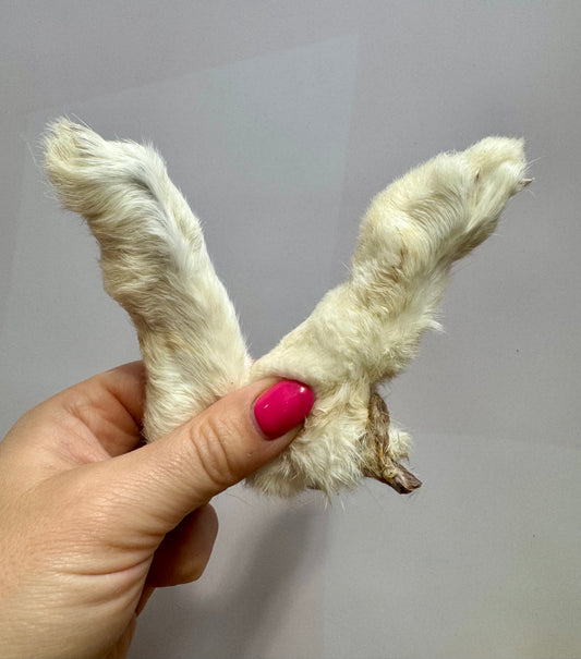 Rabbit Feet with Fur