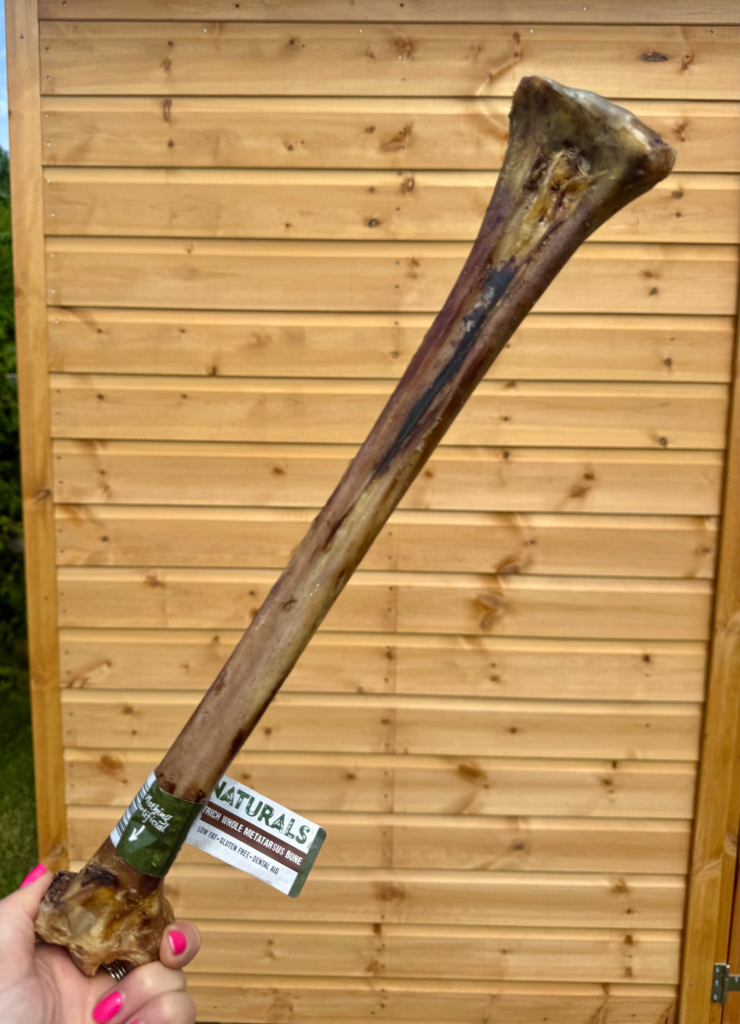 Ostrich Metatarsus Bone