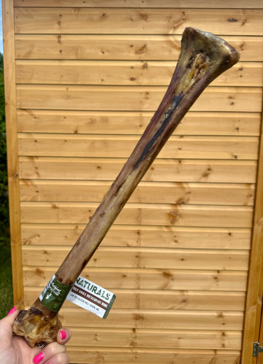 Ostrich Metatarsus Bone