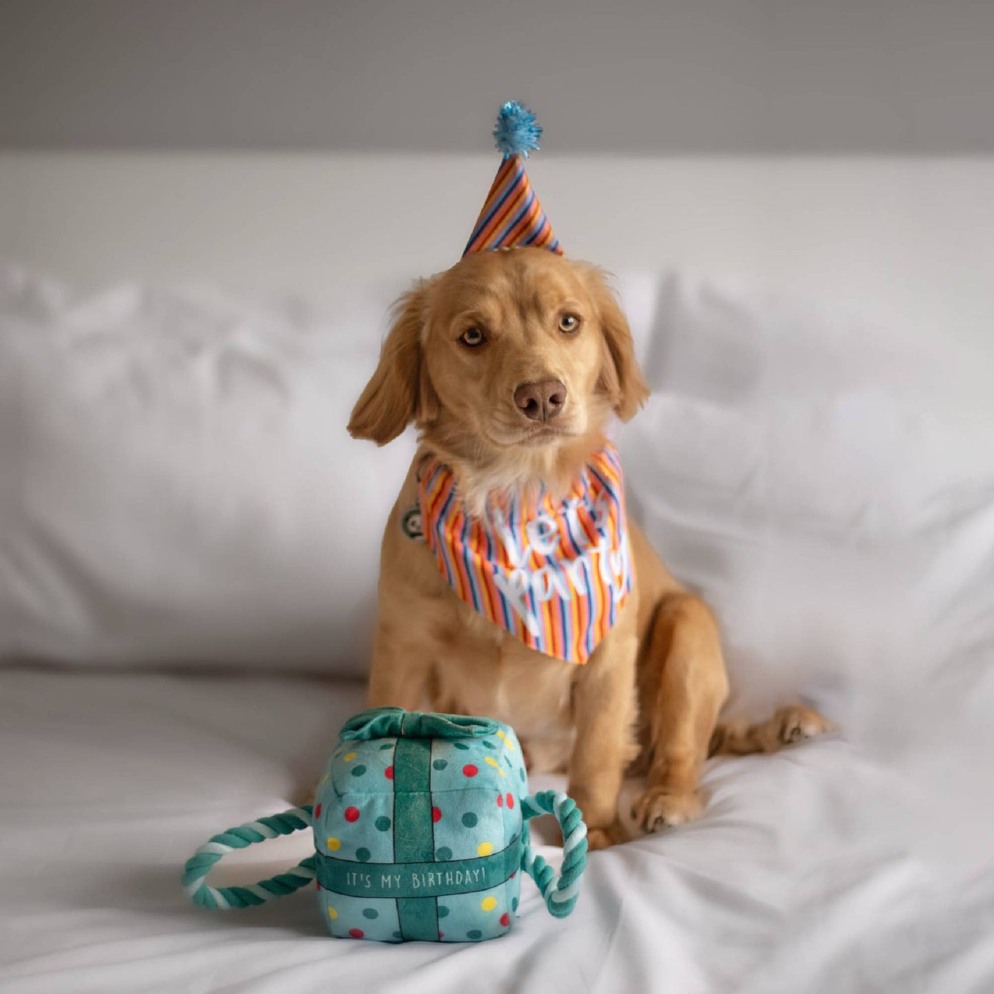 Pawty Time Sprinkle Hat and Bandana Set ( M/L)