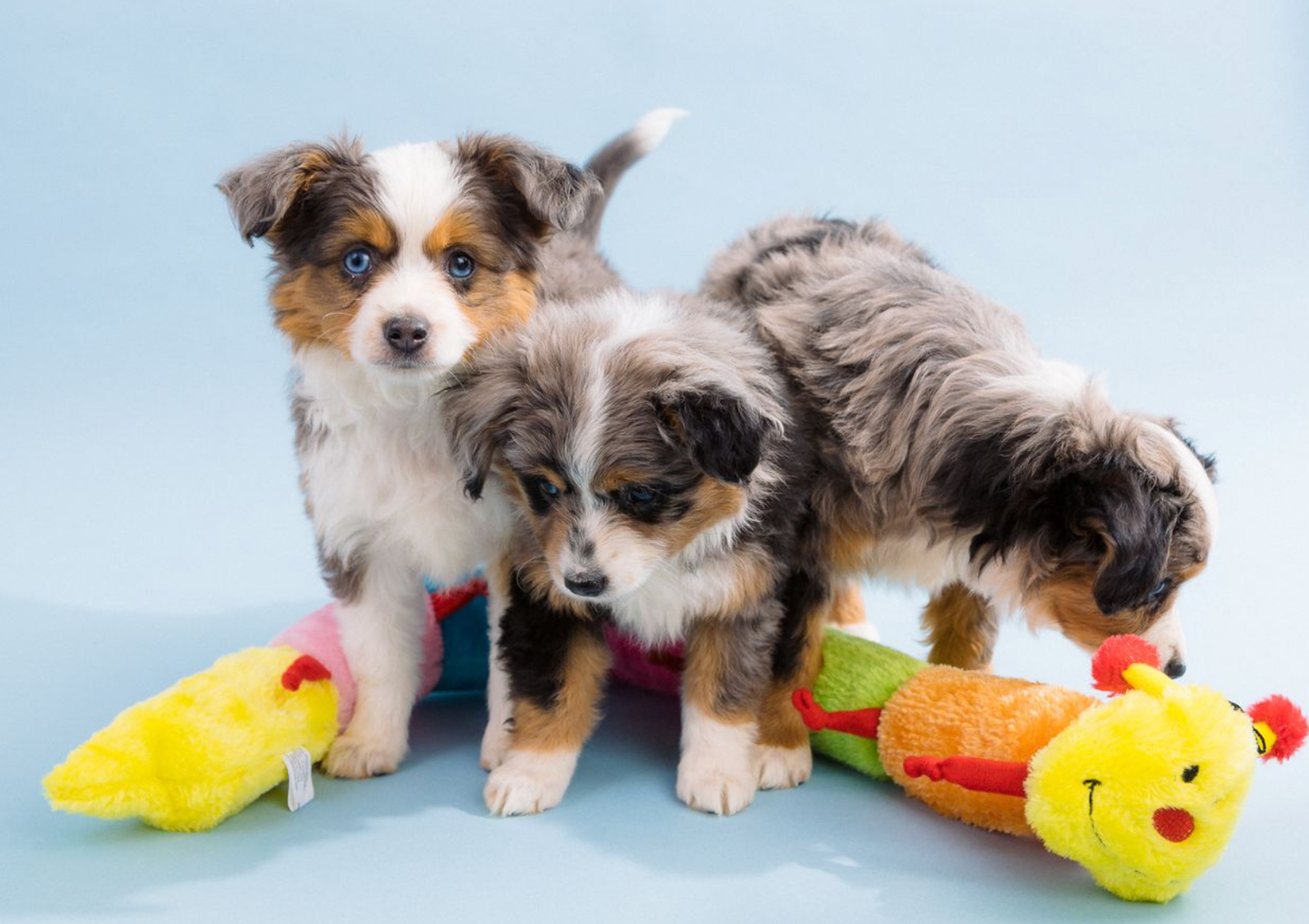 Caterpillar - Deluxe Dog Toy