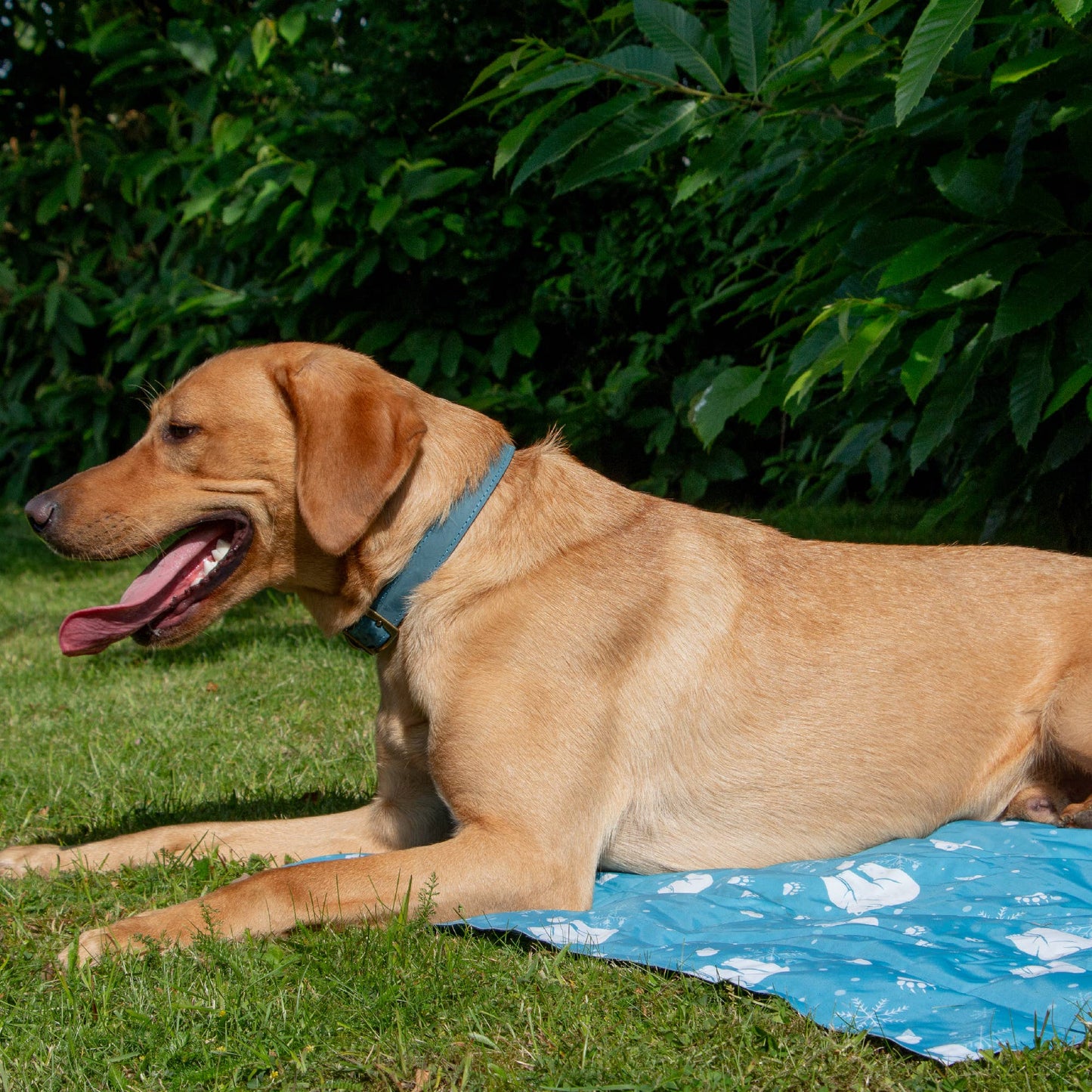 Ice Paws Cooling Mat