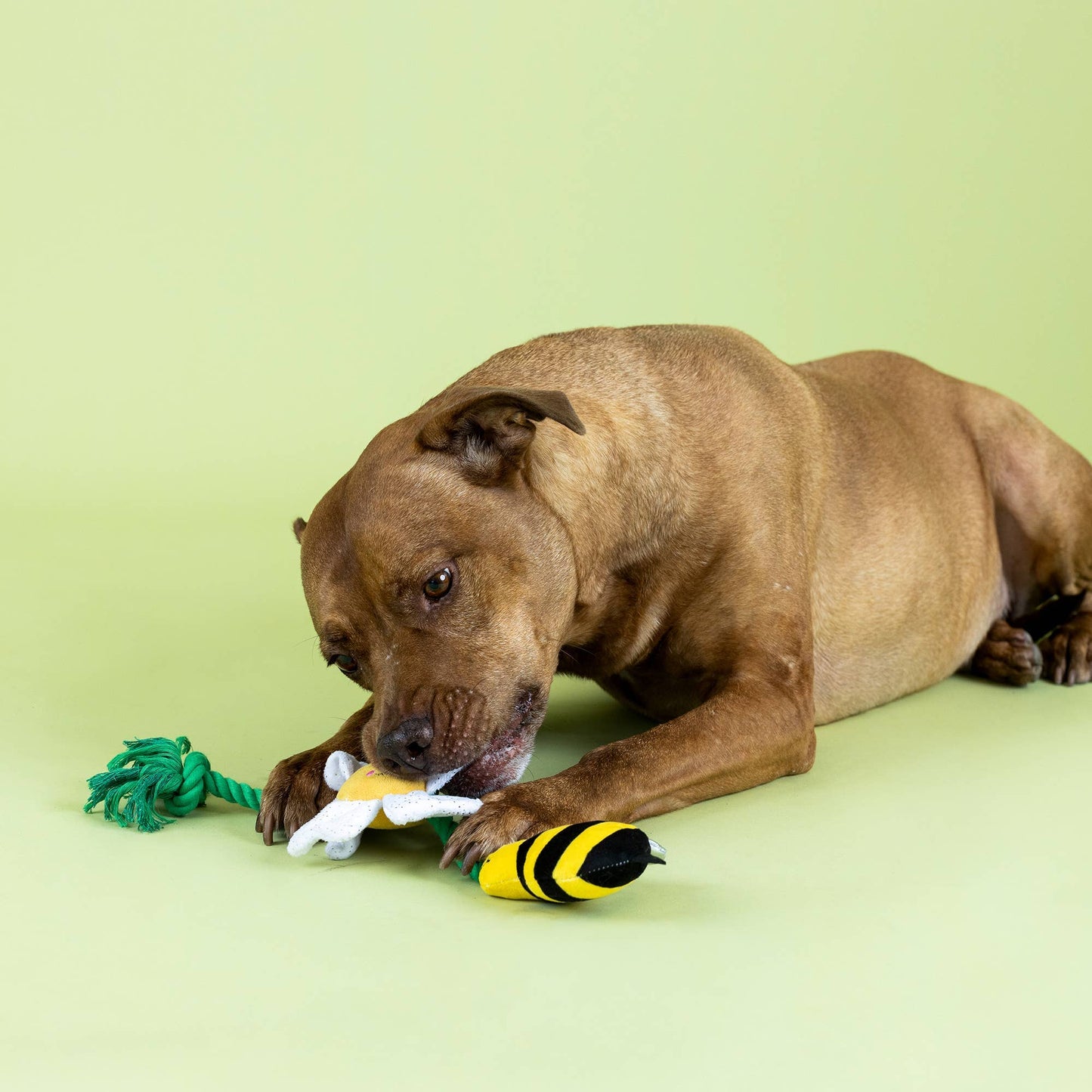 I'M POLLEN FOR YOU PLUSH DOG TOY