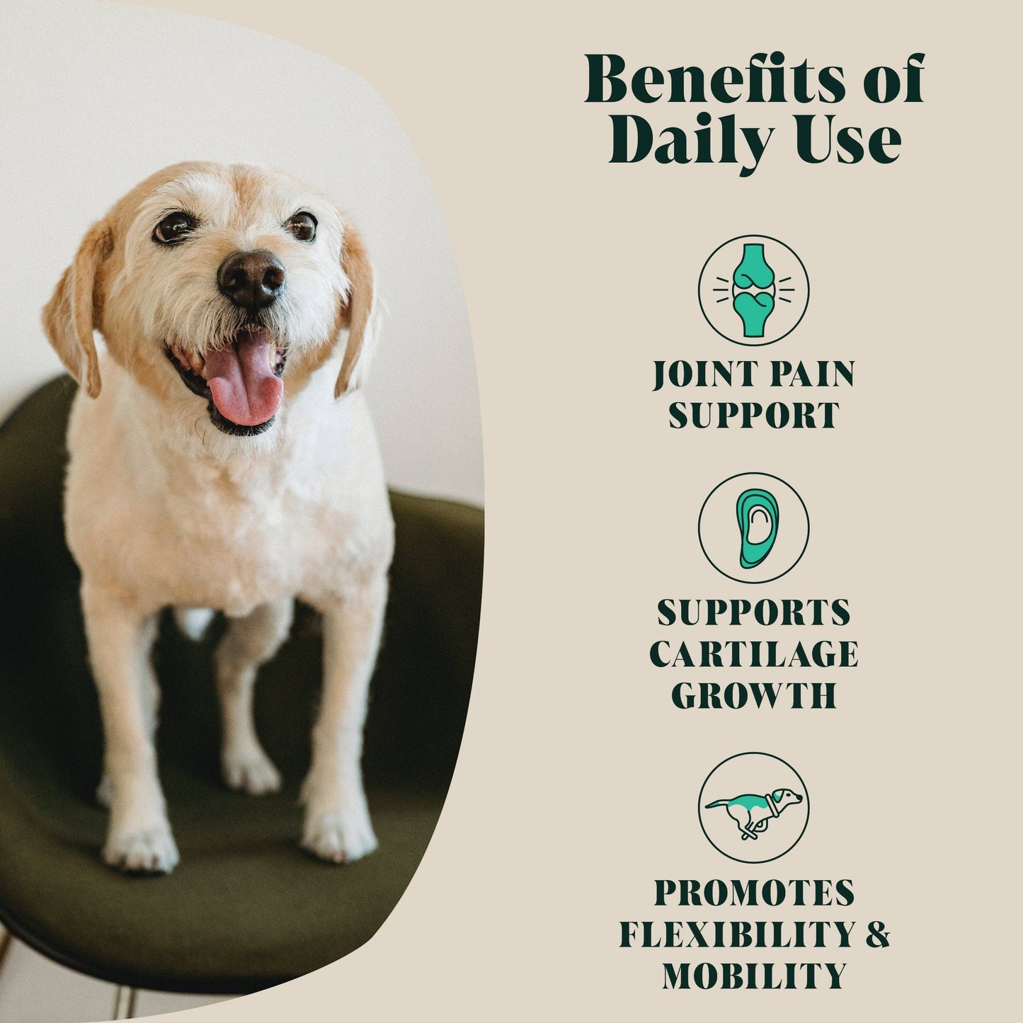 Hackney Dog House Green Lipped Mussel Powder for Dogs | 80 Servings